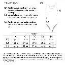 Short de Natación Dots Jr _ Hydro® (3).webp